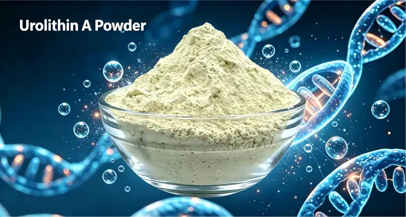 How Does Urolithin A Powder Activate Mitophagy Pathways?